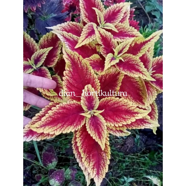 Bunga Miana Tanaman Hias Murah Miana Langka Bunga Miana