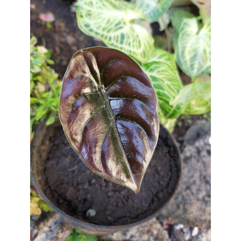 Alocasia Cuprea/Keladi Tengkorak