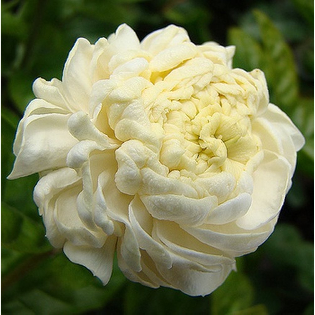 Terbaru 19+ Gambar Bunga Melati 5 Gambar Bunga HD