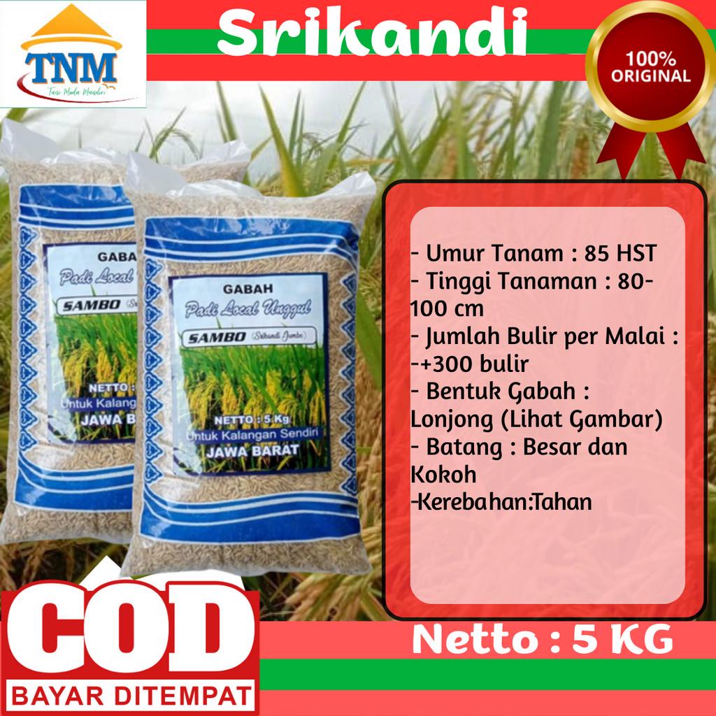 Biji Padi Unggul Srikandi Jumbo 5 kg