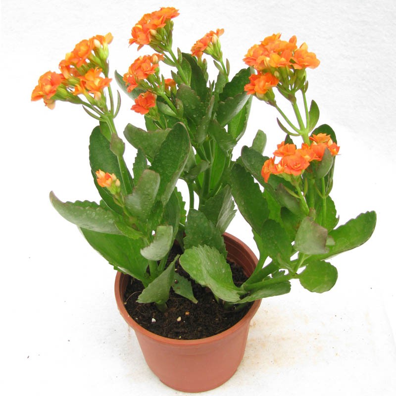  Tanaman Hias Kalanchoe Oranye Shopee Indonesia