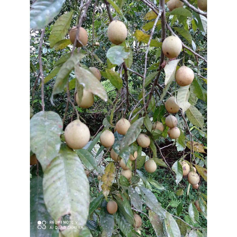 

Buah pala muda herbal frees 1 kg langsung petik