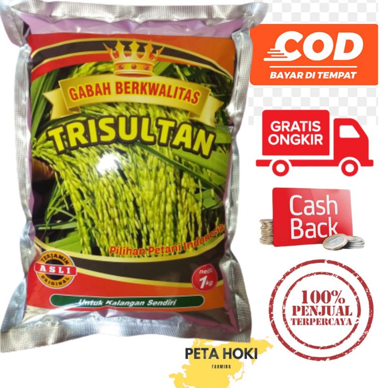 benih padi Trisultan benih padi terbaru
