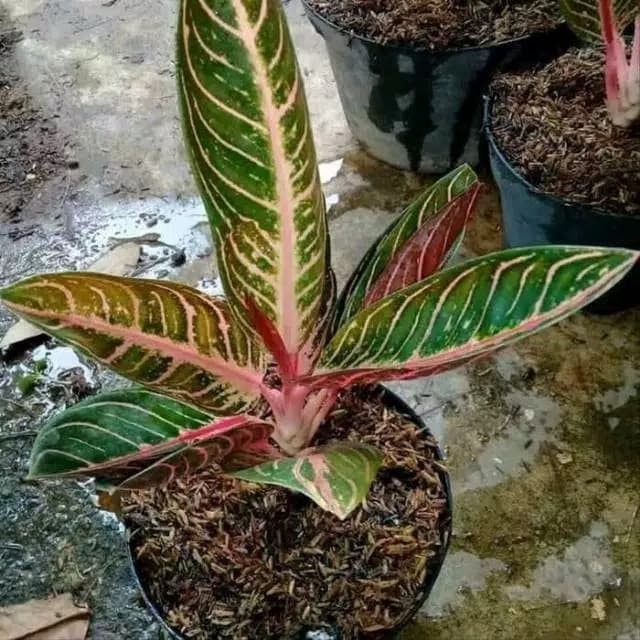 Tanaman hias aglonema red sumatra - aglo red sumatra