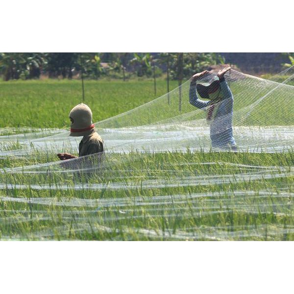 

Jaring Burung Putih Bening 6 inchi 050 70 x Panjang 80 Yard Yk
