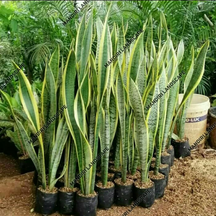 Tanaman Hias Sanseviera - Lidah Mertua Tinggi 1 meter