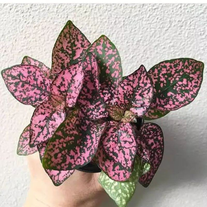 Tanaman Hias Hypoestes Pink/Tanaman Hias Daun Hypoestes Polkadot Pink