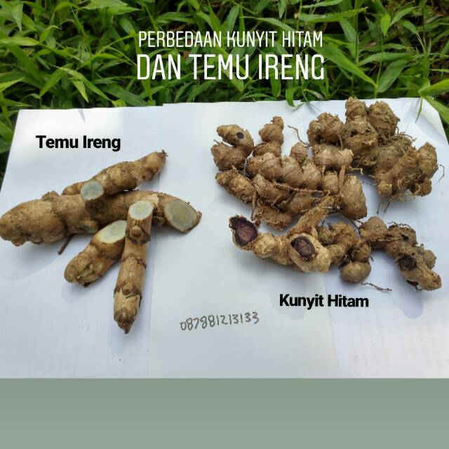 Umbi Rimpang Kunyit Hitam Bukan Temu Ireng