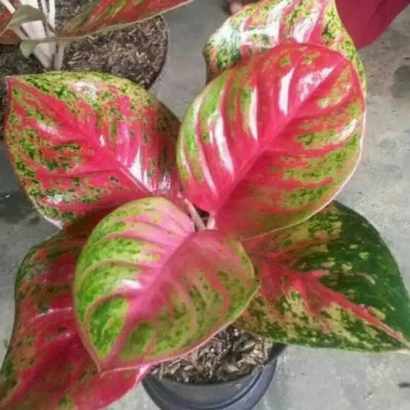 bonggol aglonema wulandari