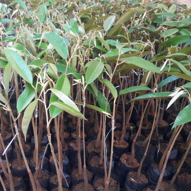 Baby durian musang king