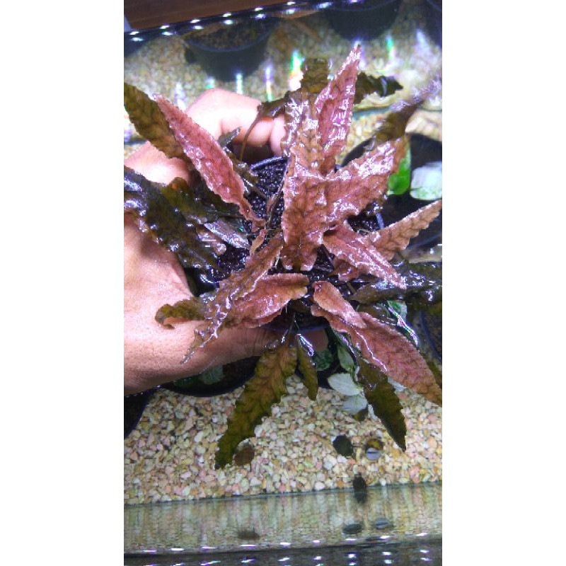 cryptocoryne flamingo denerle
