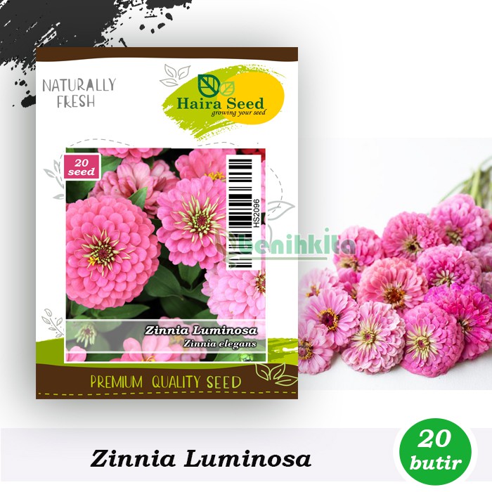 Benih-Bibit Bunga Zinnia Luminosa (Haira Seed)