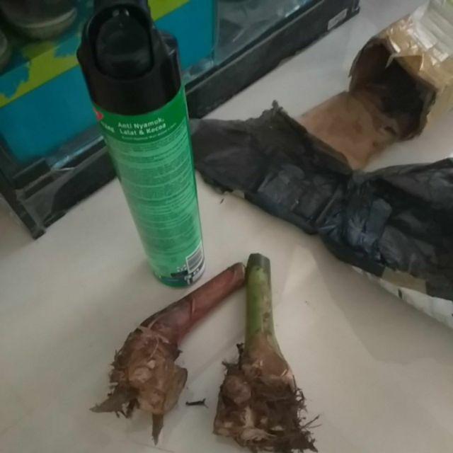 Manbar - Bibit Honje Merah Atau Honje Laka