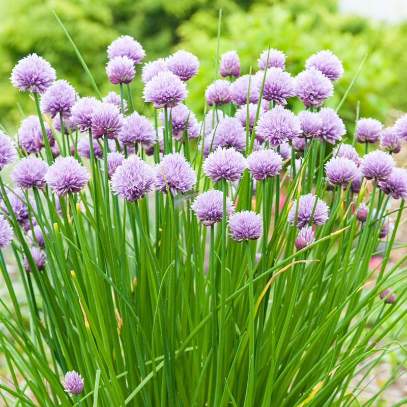 Benih Bibit Biji - Chives / Daun Bawang Halus / Lokio / Daun Bawang Batak (Allium schoenoprasum) Seeds - IMPORT