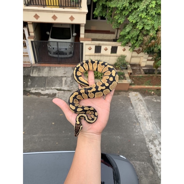 ball python pastel het albino female