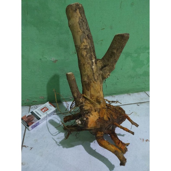 bahan bonsai dongkelan sisir