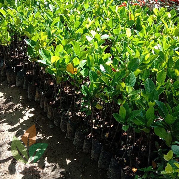 Bibit Tanaman Nangka Mini Orange Manis Hasil Okulasi Cepat Berbuah Nangka Madu