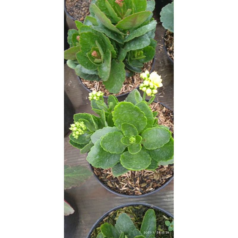 tanaman hias cocor bebek bunga putih tumpuk