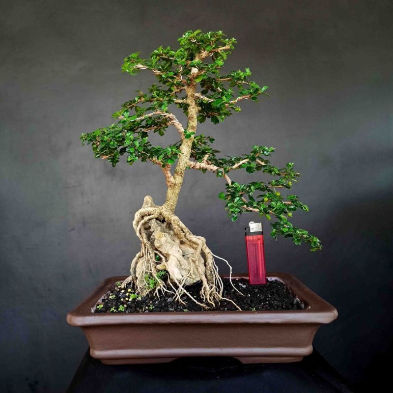 Bonsai Pohon Hokianti Mikro Berbuah Gaya Di Atas Batu
