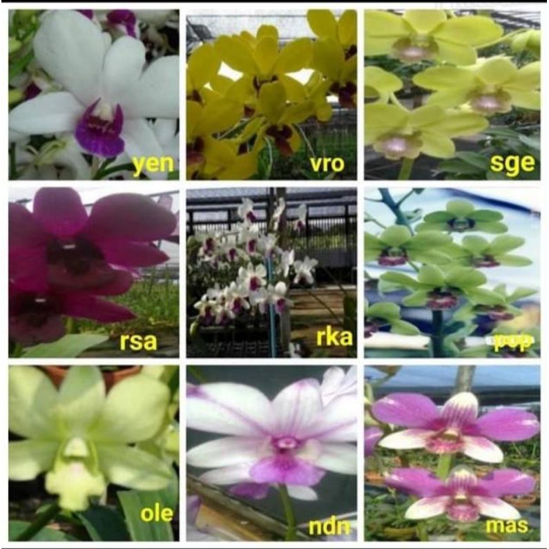 Bibit Bunga Angrek Dendrobium Hybrid  Bunga Hidup