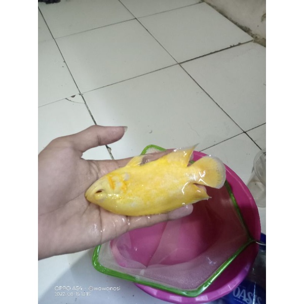 Oscar Paris albino warna kuning lemon