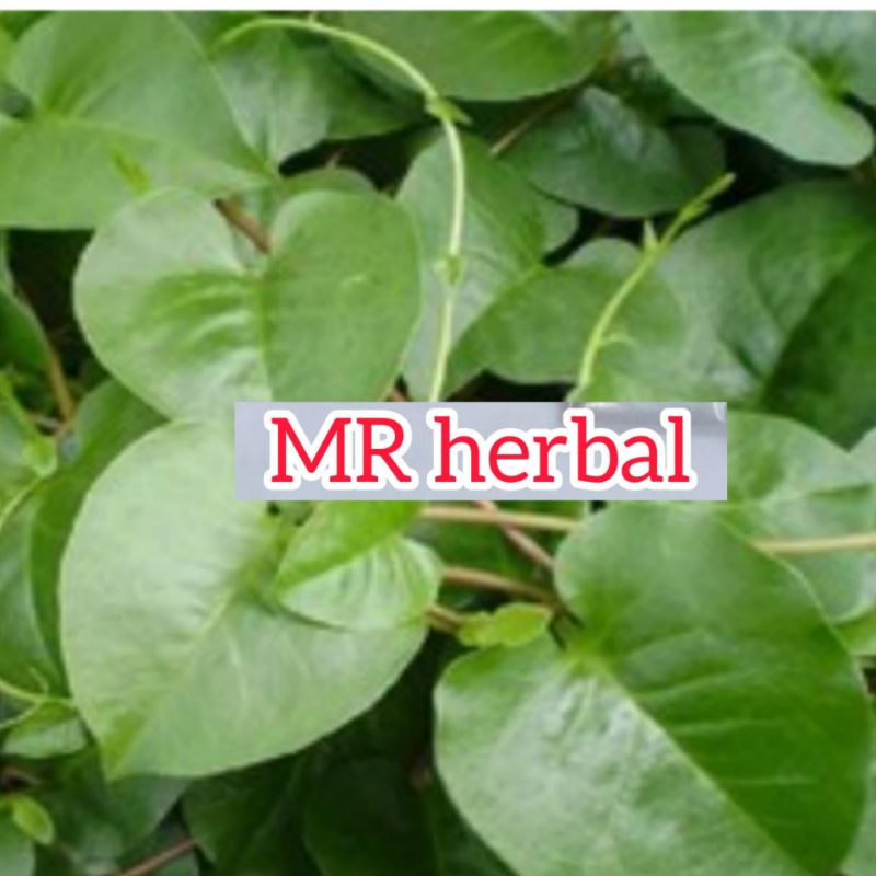 

Paket hemat Daun binahong jual per lembar 200 rupiah minimal pembelian 40 daun