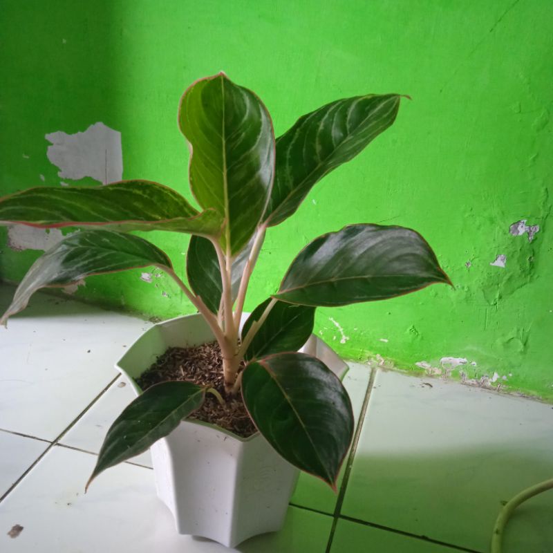 aglonema lipstik zebra