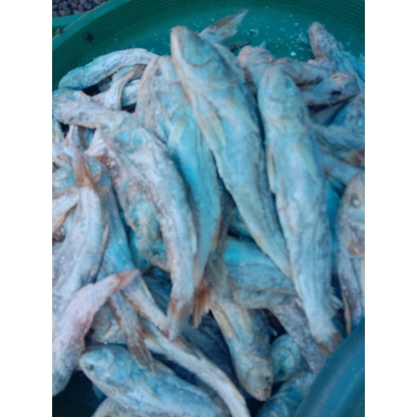 

ikansangge(1000gram)