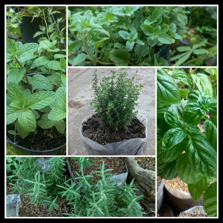 Jual PAKET 5 ( THYME,BASIL,OREGANO,MINT,ROSEMARY) Shopee Indonesia