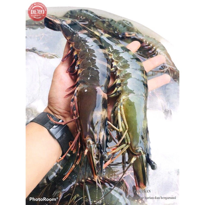 

Udang Windu Segar 1Kg Udang Tiger Harian Segar Dan BERGARANSI