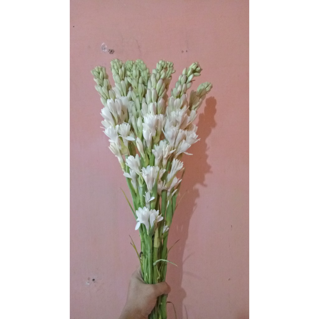 Bunga Sedap Malam Wangi Sedap Malam Shopee Indonesia