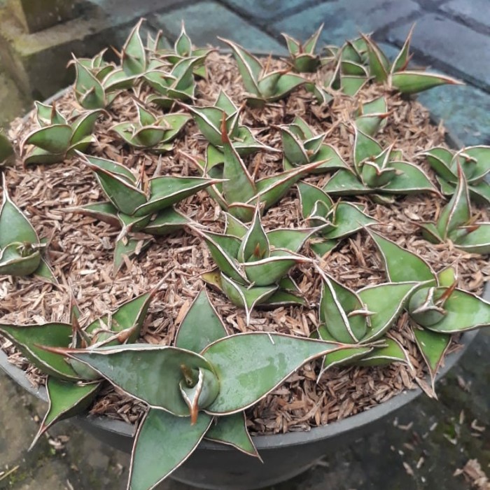 bibit sansevieria pinguicula