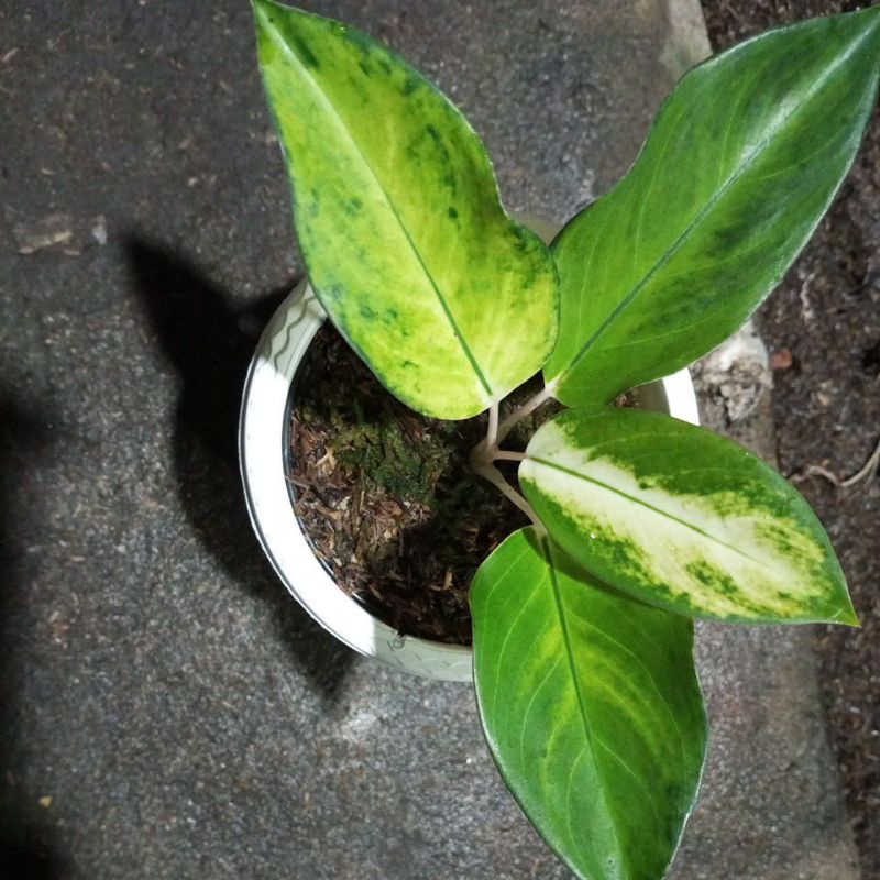 aglonema kocin white