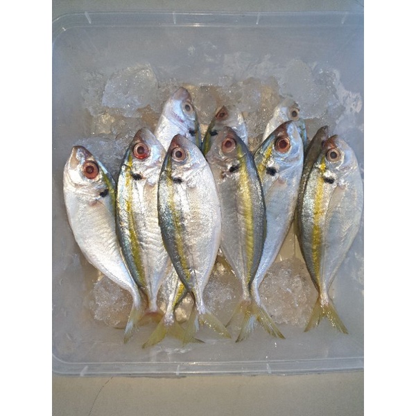 

ikan selar