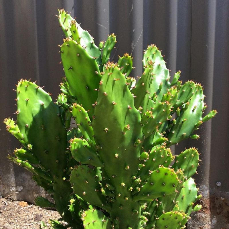 Kaktus Opuntia monacantha jumbo rimbun