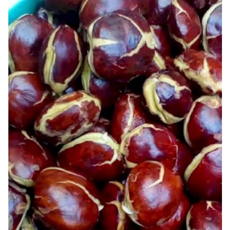 

jengkol tua super 1kg