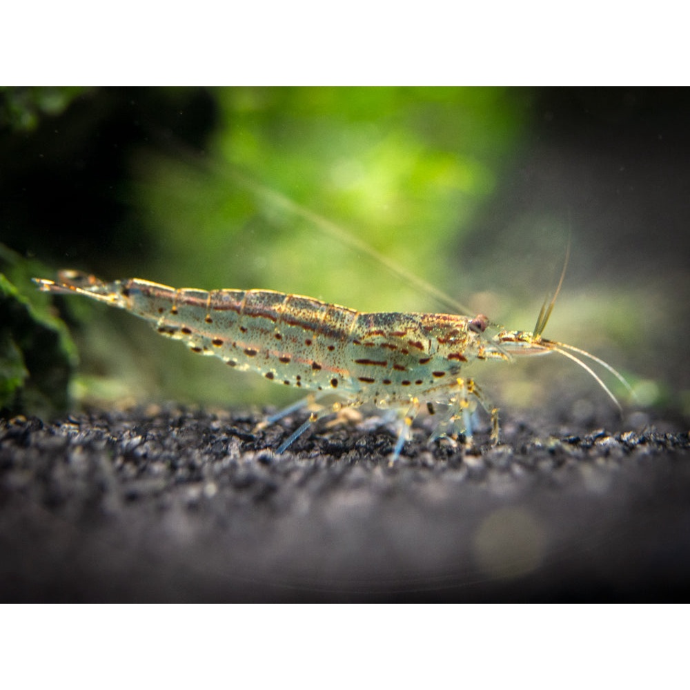 Udang Hias Sulawesi Amano Shrimp Pembasmi Algae Lumut