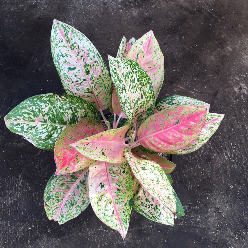 aglonema big roy rimbun