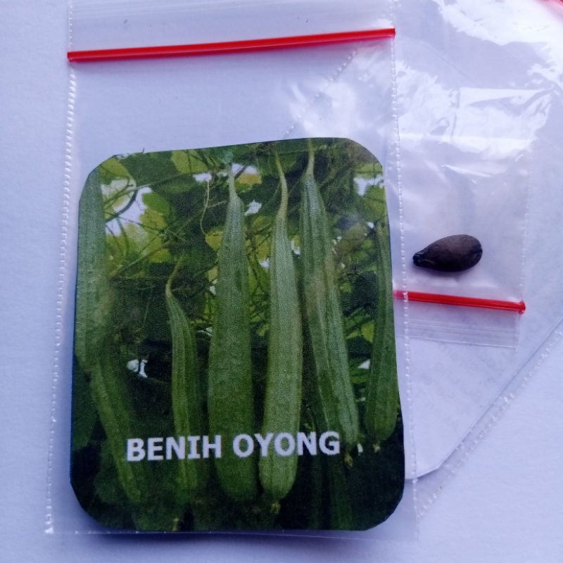 Biji Oyong Benih Oyong Siap Semai