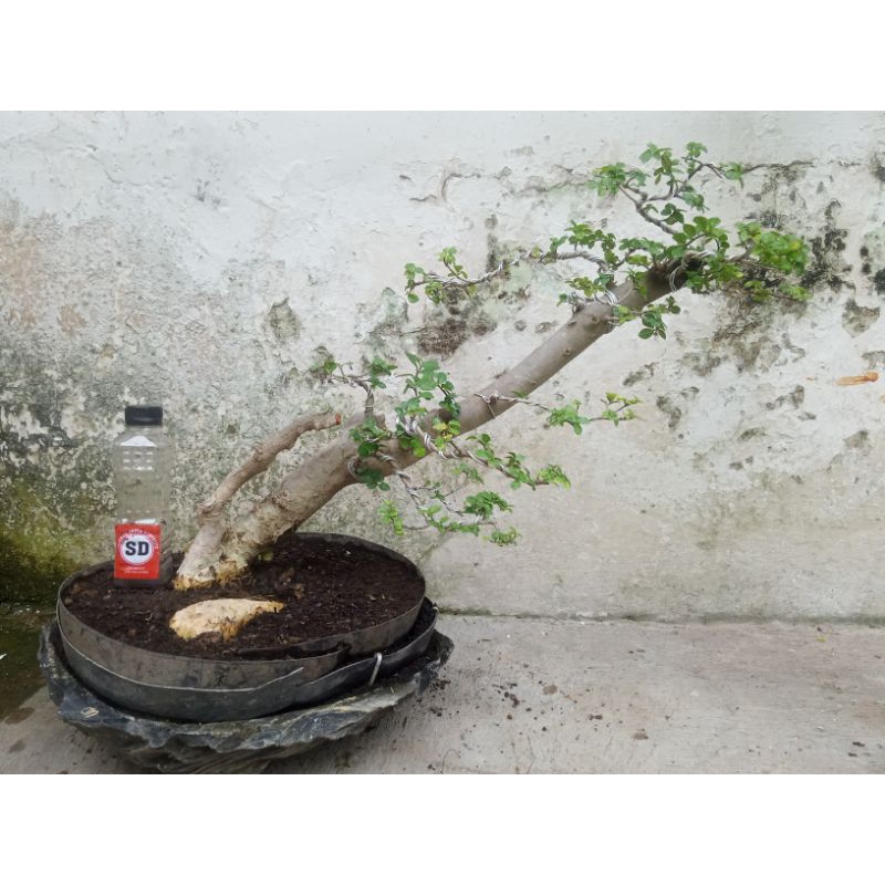 BONSAI SERUT MEDIUM GAYA SLENTING MURAH