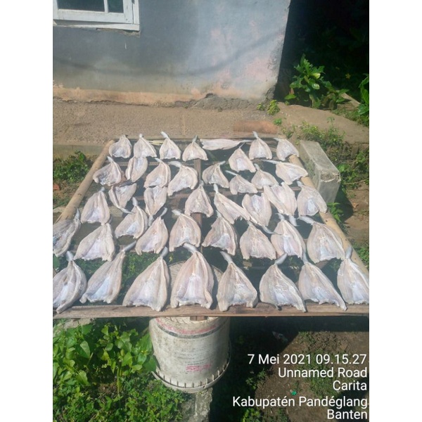 

ikan asin jambal cucut
