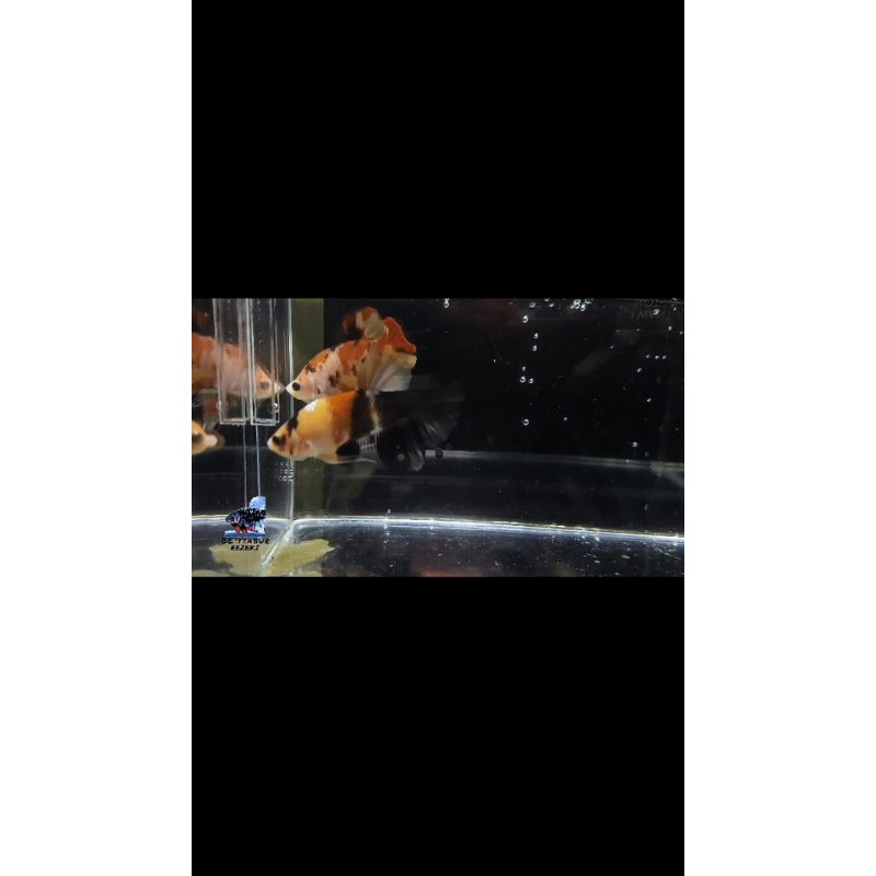 

cupang black yellow koi