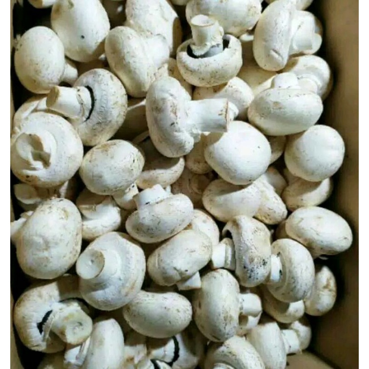 jamur kancing/champignon 5kg