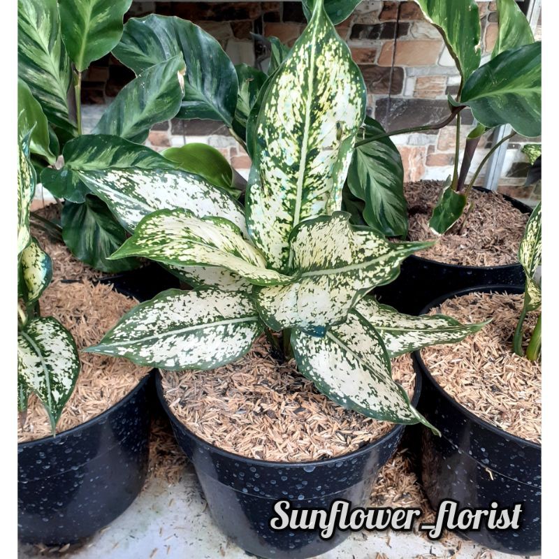 Bunga Aglonema Snow White