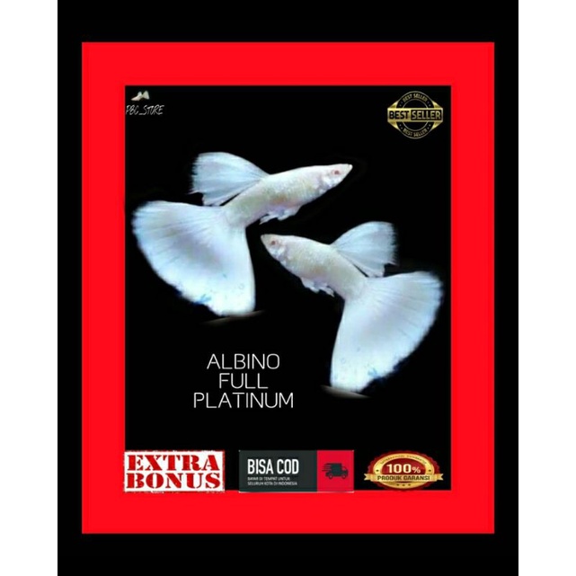 Aquascape/ikan hias/Guppy/Albino Full Platinum/AFP/Sepasang