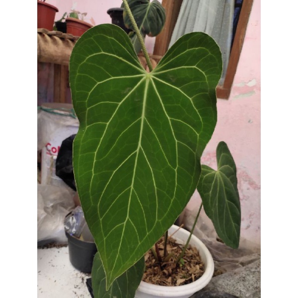 paket tanaman anthurium hybrid dan forgeti