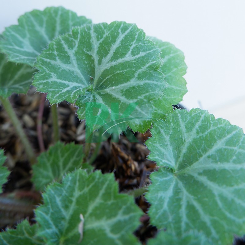 Tanaman hias begonia strawberry hijau - BAKUL KEMBANG