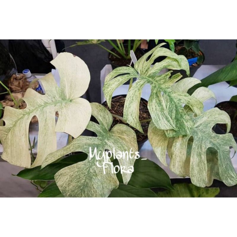 PROMO BIBIT BONGGOL MONSTERA VARIGATA MINT (cod) BIBIT TANAMAN HIAS MONSTERA VARIGATA MINT