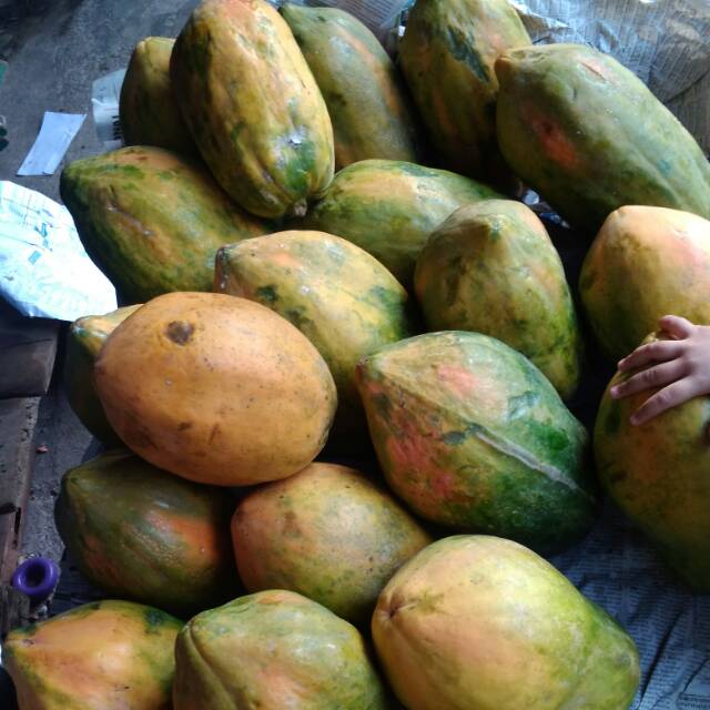 

Pepaya malang#buah#vitamin C