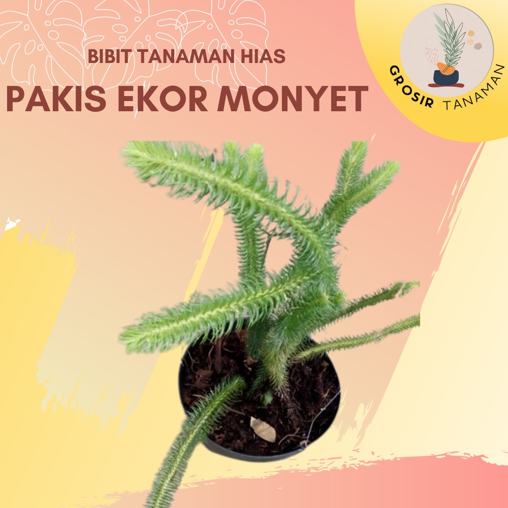 Bibit Tanaman Hias Pakis Paku Ekor Monyet / Tanaman Gantung PakAu Ekor Monyet -   Tanaman Indoor